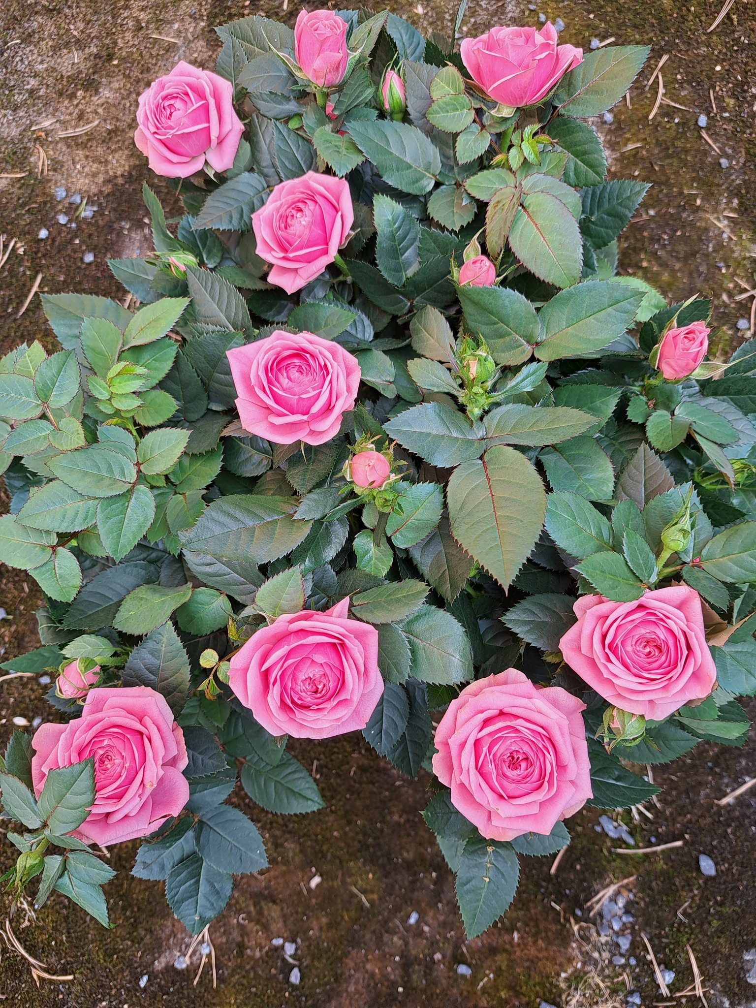 Vaaleanpunaisia ruusuja