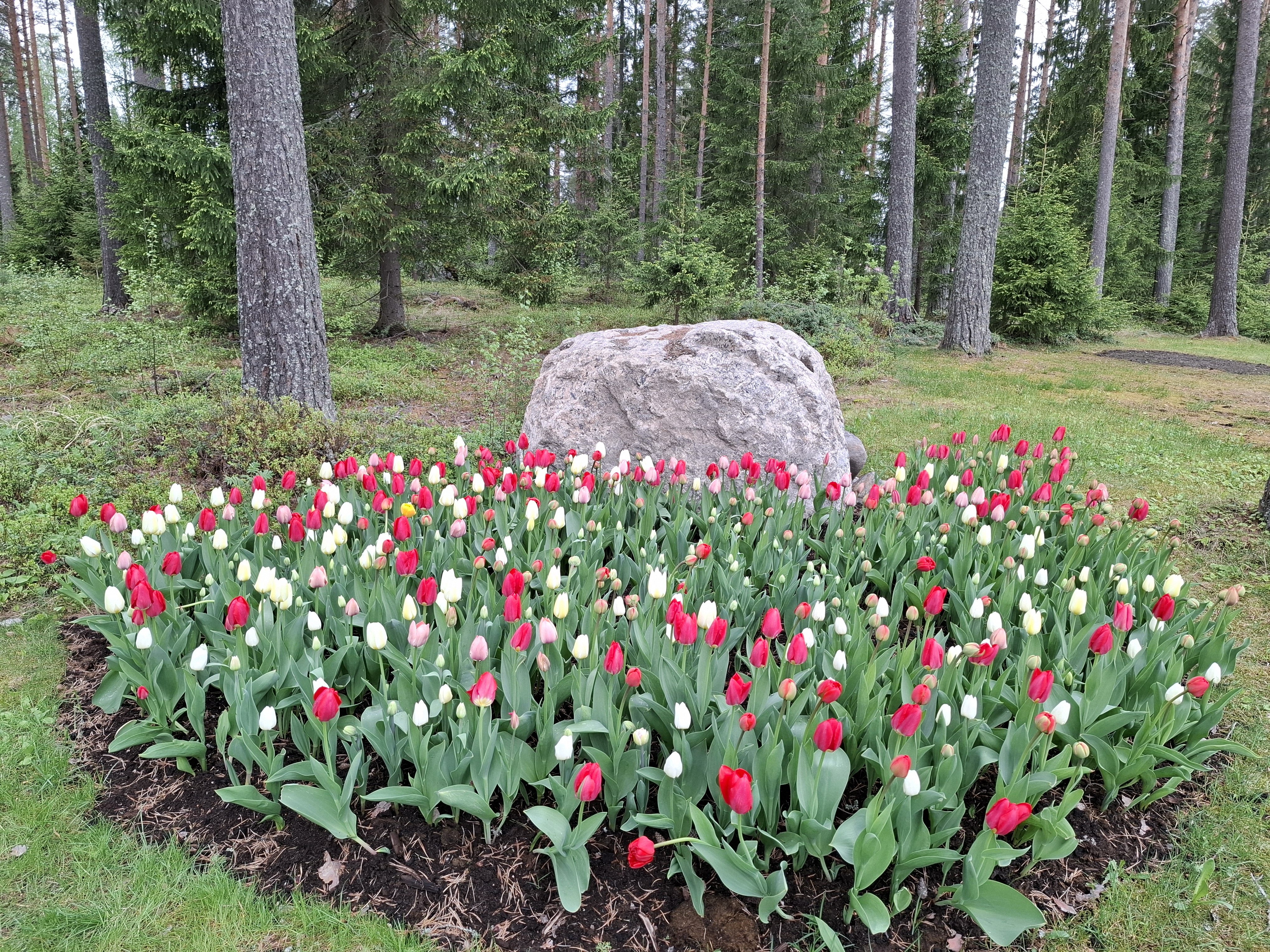 Punaisia ja valkoisia kukkia kiven edessä.
