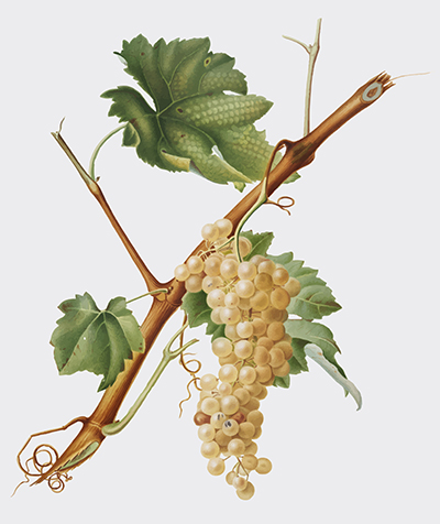 Viiniköynnösoksa jossa vihreitä viinirypäleitä