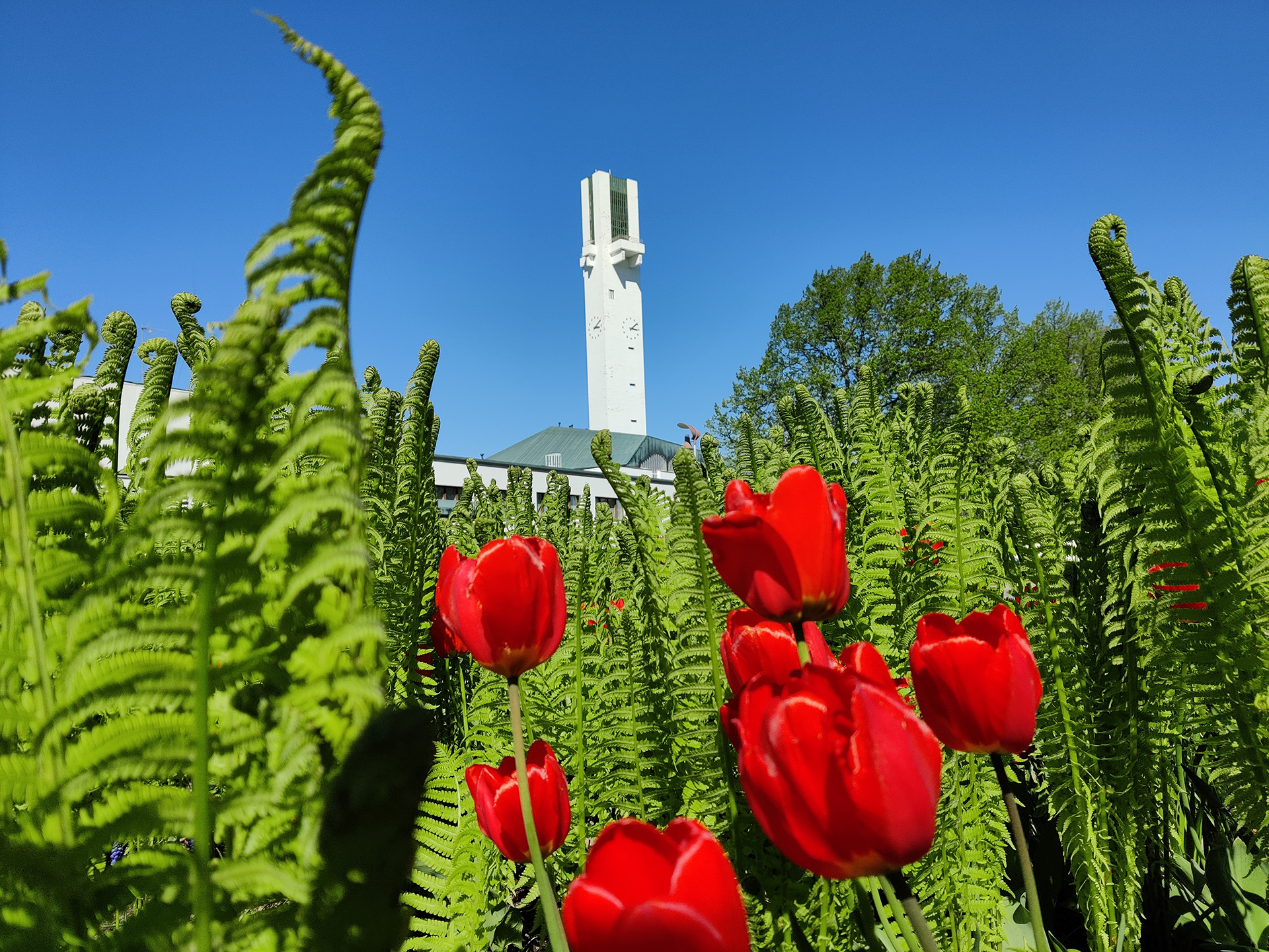 Lakeuden Risti sinistä taivasta vasten, etualalla punaisia tulppaaneja.