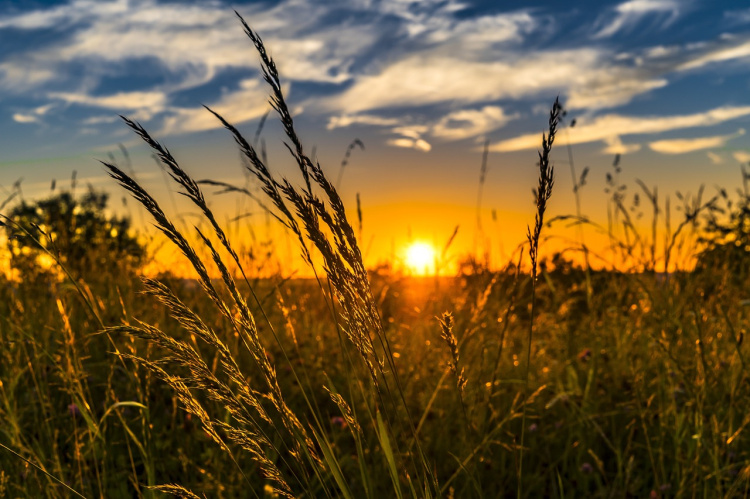 Auringonlasku pellon reunassa