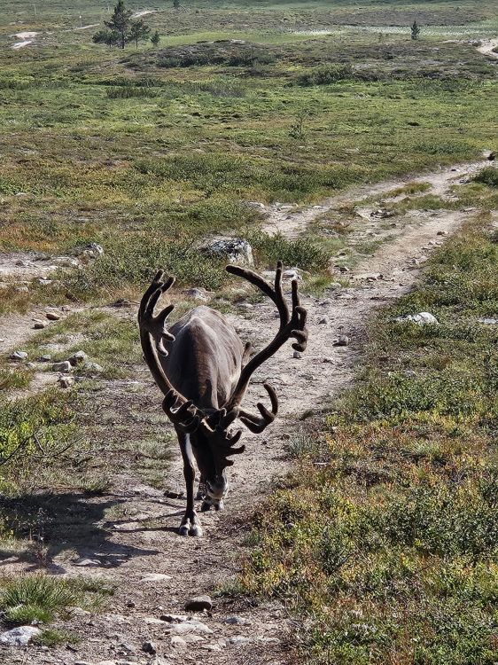 Poro Pahankurun lenkillä